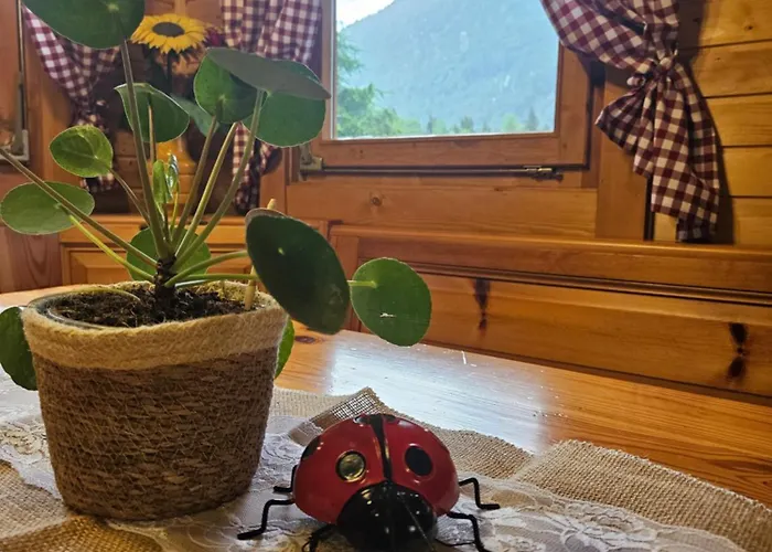 Ladybug